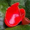 Гриб саркосцифа ярко красная. :: Милешкин Владимир Алексеевич 