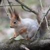 Белка весной. :: Владимир Безбородов
