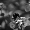 Шмель в ч/б) :: Алефтина 