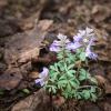 Хохлатка плотная (Corydalis solida) :: Денис Бочкарёв