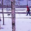 Утро апреля...По бульвару в снегопад с песиком! :: Владимир 