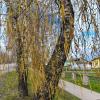 Березовая аллея весной :: Елена Сухорученкова