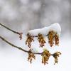 Снег на распускающейся ветке :: Александр Синдерёв