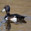 Хохлатая чернеть (хохлатый нырок) :: Владимир Лазарев