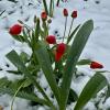 Тюльпаны в снегу :: Натали 