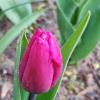 Тюльпан :: Елена Семигина