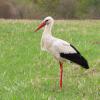 Аист в поле :: Ольга Митрофанова