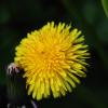 Одуванчик :: Татьяна Салиева