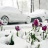 На память об апрельском снегопаде в Москве :: Елена 