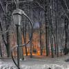 Ночной парк3 :: Василий Королёв