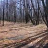 Липовая роща в апреле :: Галина Ильясова