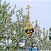 Яблони в цвету-какое чудо ! :: Михаил К