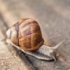 Виноградная улитка (Helix pomatia) :: Денис Бочкарёв