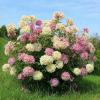 --- :: МАРИЯ ПОПОВА
