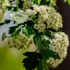 Соцветия боярышника :: Светлана SvetNika17