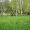 В весеннем лесу :: Татьяна Тюменка