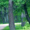В парке :: Андрей Л. В.