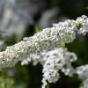 Спирея цветёт :: Александр Синдерёв