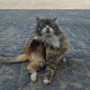 Монастырский котик :: Andrew 