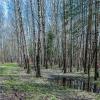 Апрельское настроение :: Владимир Езеров 