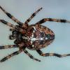 spider :: Vlad Dega aka Sashka Х