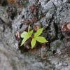 Весеннее пробуждение :: Дмитрий Swan