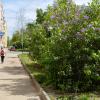 Сирень на улицах города цветёт :: Александр Синдерёв