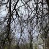 Свежая зелень :: Хватова Марина