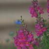 Antirrhinum majus :: Giant Tao /