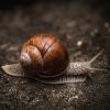 Виноградная улитка (Helix pomatia) :: Денис Бочкарёв