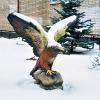 птиц,Кронштадт :: Laryan1 