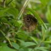 Nature of Panama :: Анастасия Фотографовна
