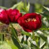 Пионы :: ZNatasha -
