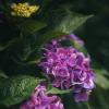 Гортензии в парке :: Дмитрий 