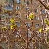 Апрель. :: Владимир Драгунский