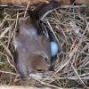 мухоловки-пеструшки (Ficedula hypoleuca), :: краснов юрий