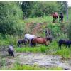 На водопое. :: Михаил К
