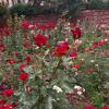 Almaty. :: Murat Bukaev 