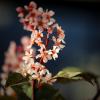 Растительная жизнь. Весна :: Андрей Литов