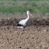 аист :: юрий макаров