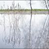Талая вода :: **** vedin