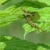 Поденка :: Александр Чеботарь