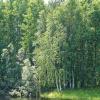 Все зеленое :: Александр 