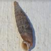 Clausilia pumila :: Tata Wolf