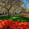 Keukenhof... :: Dmitriy Dikikh