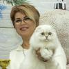НазваниеФото с выставки кошек :: Светлана Ищенко