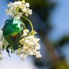 Cetonia aurata :: Владимир Лазарев