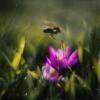 Охотницы за мартовским нектаром. :: Анатолий Щербак