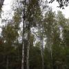 В лесу... :: Freddy 97