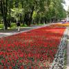 Цветы :: Радмир Арсеньев